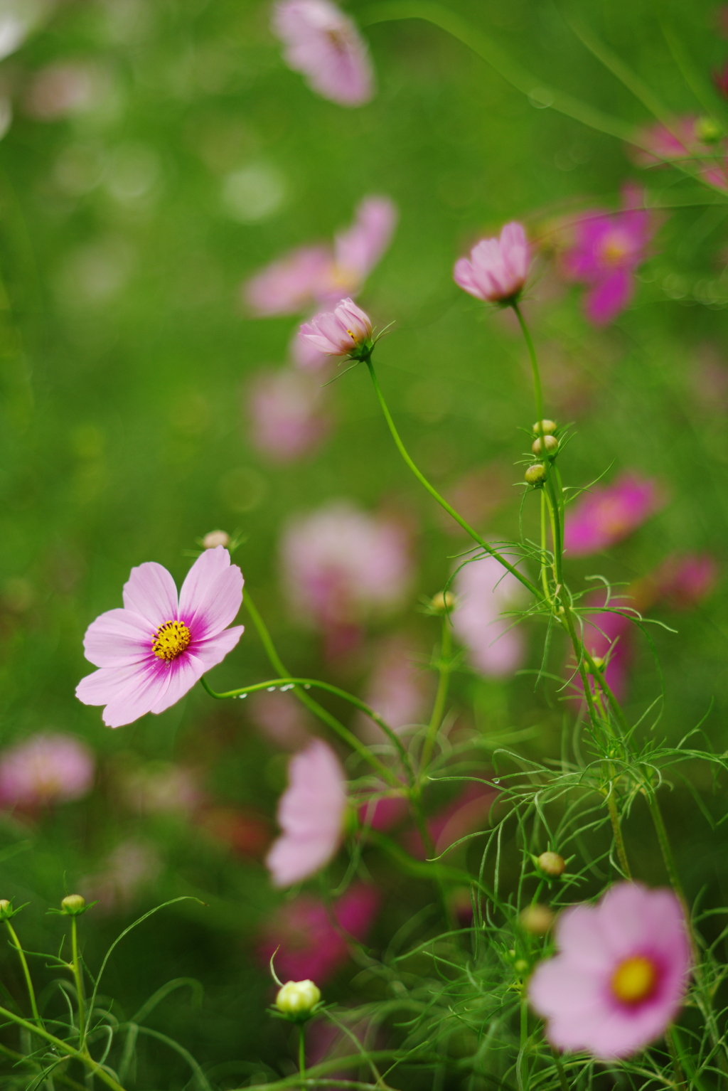 秋桜