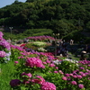 あじさいの里