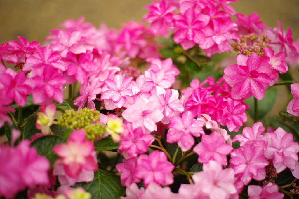 雨粒と紫陽花