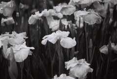 菖蒲