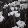菖蒲