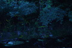 ホタル