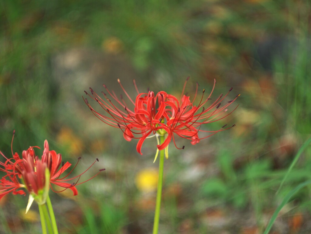 彼岸花