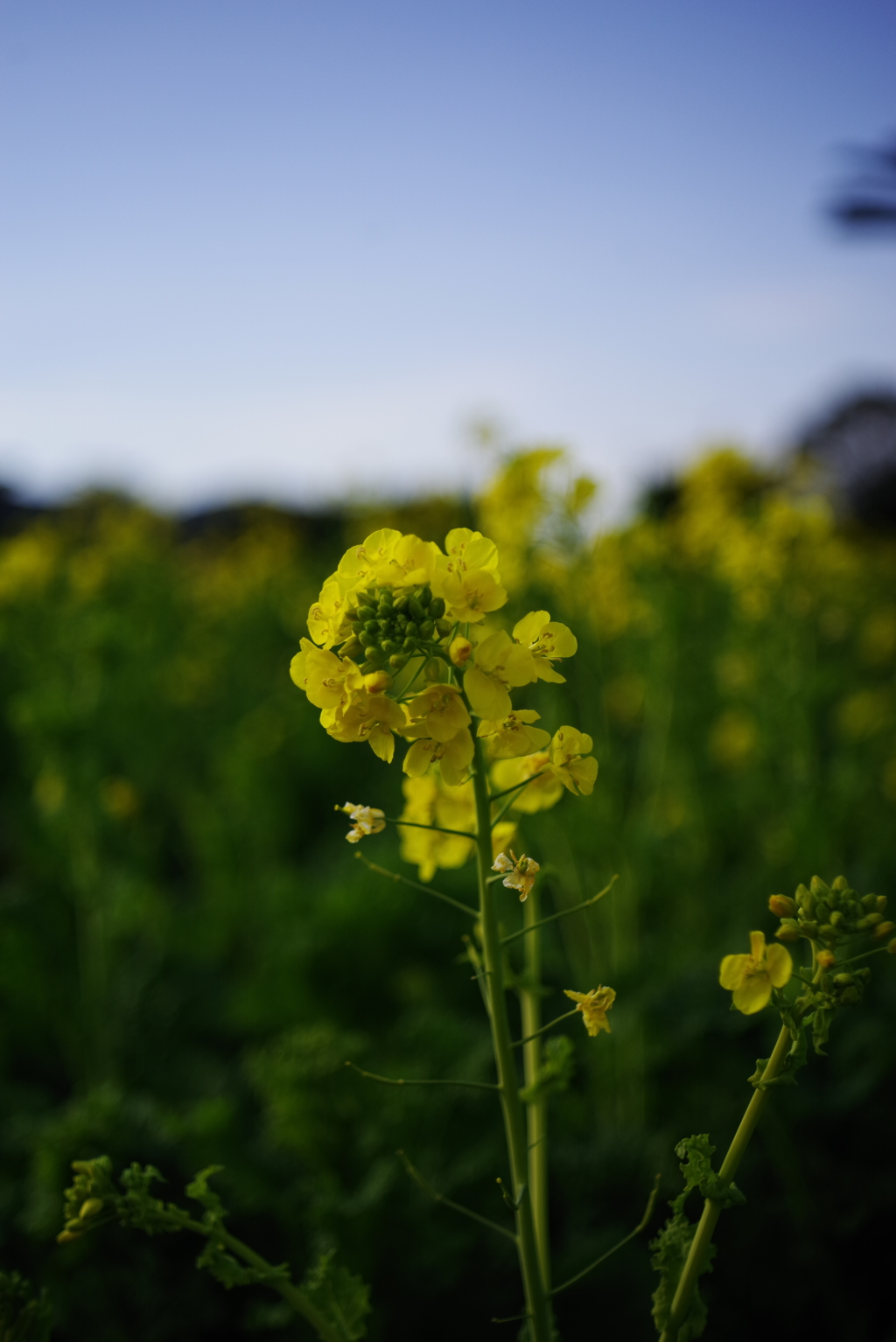 菜の花祭り３