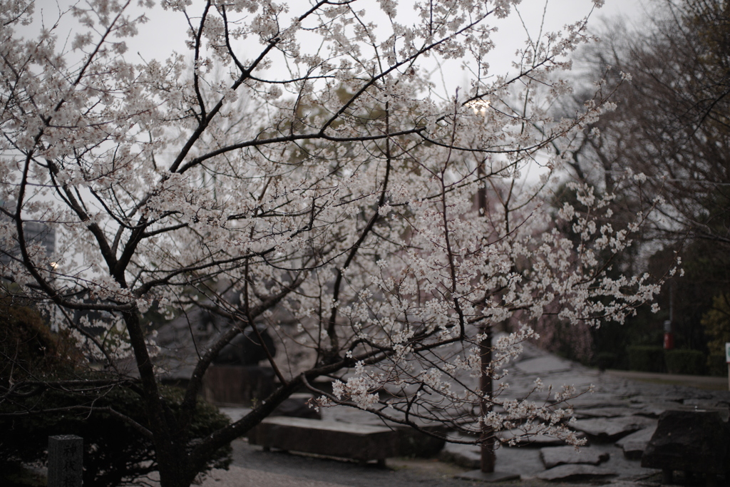 雨の中