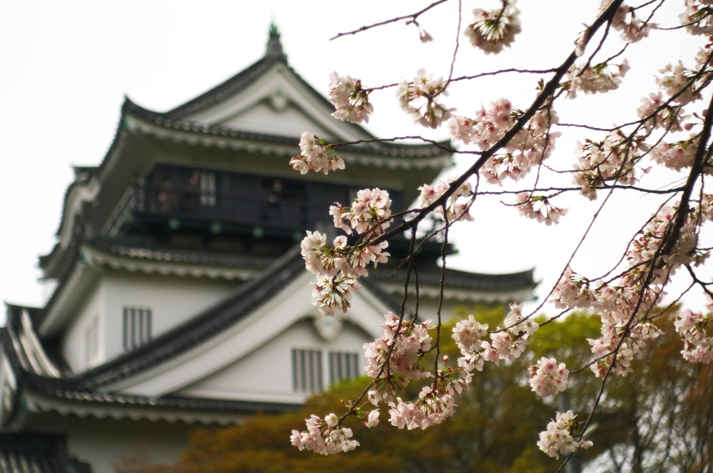 桜と岡崎城