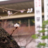 迎春