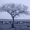 一本桜