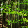 森へ行こう