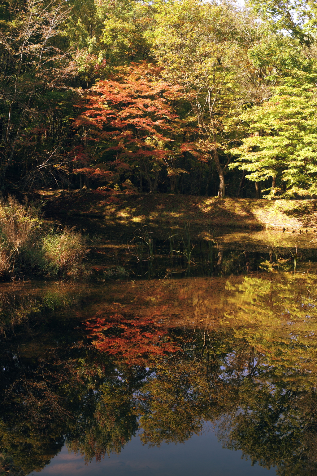 タカドヤ湿地