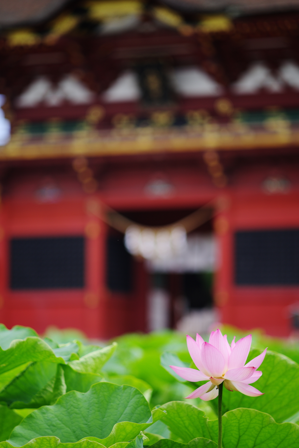 伊賀八幡宮の蓮の花