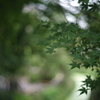 夏のもみじ