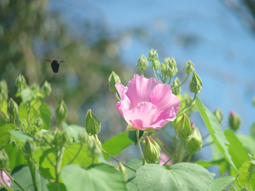 酔芙蓉