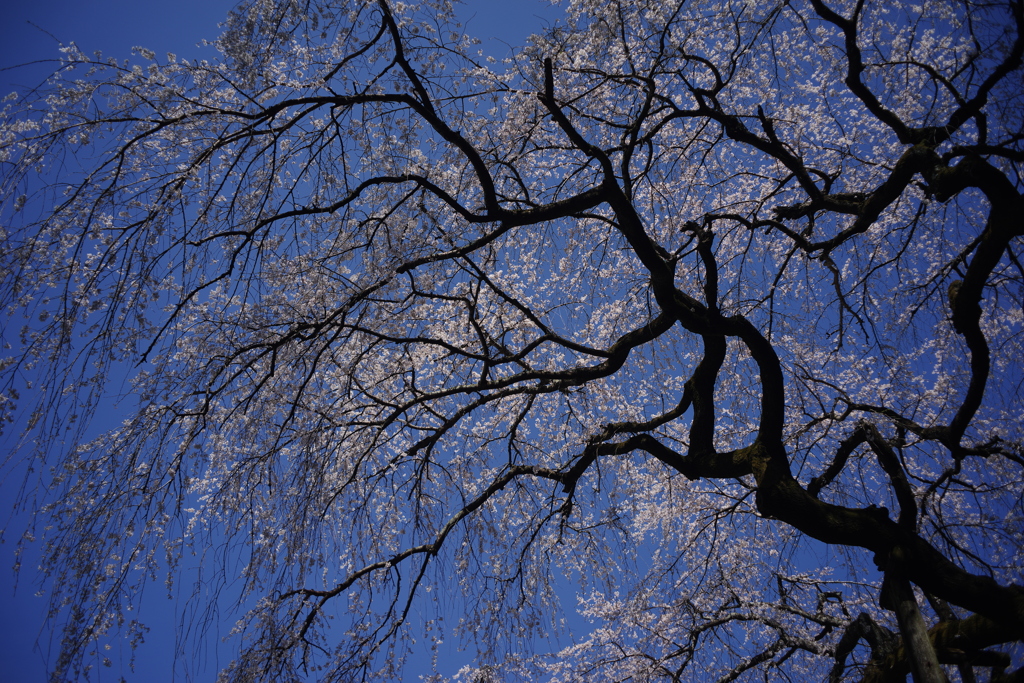奥山田しだれ桜
