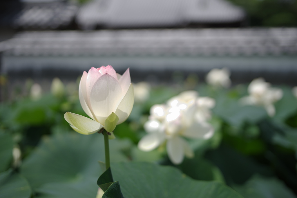 梅雨の晴れ間に