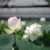 梅雨の晴れ間に