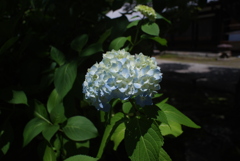 紫陽花