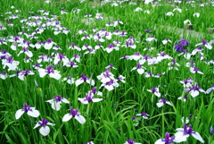 菖蒲２