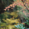 くらがり渓谷　紅葉祭り