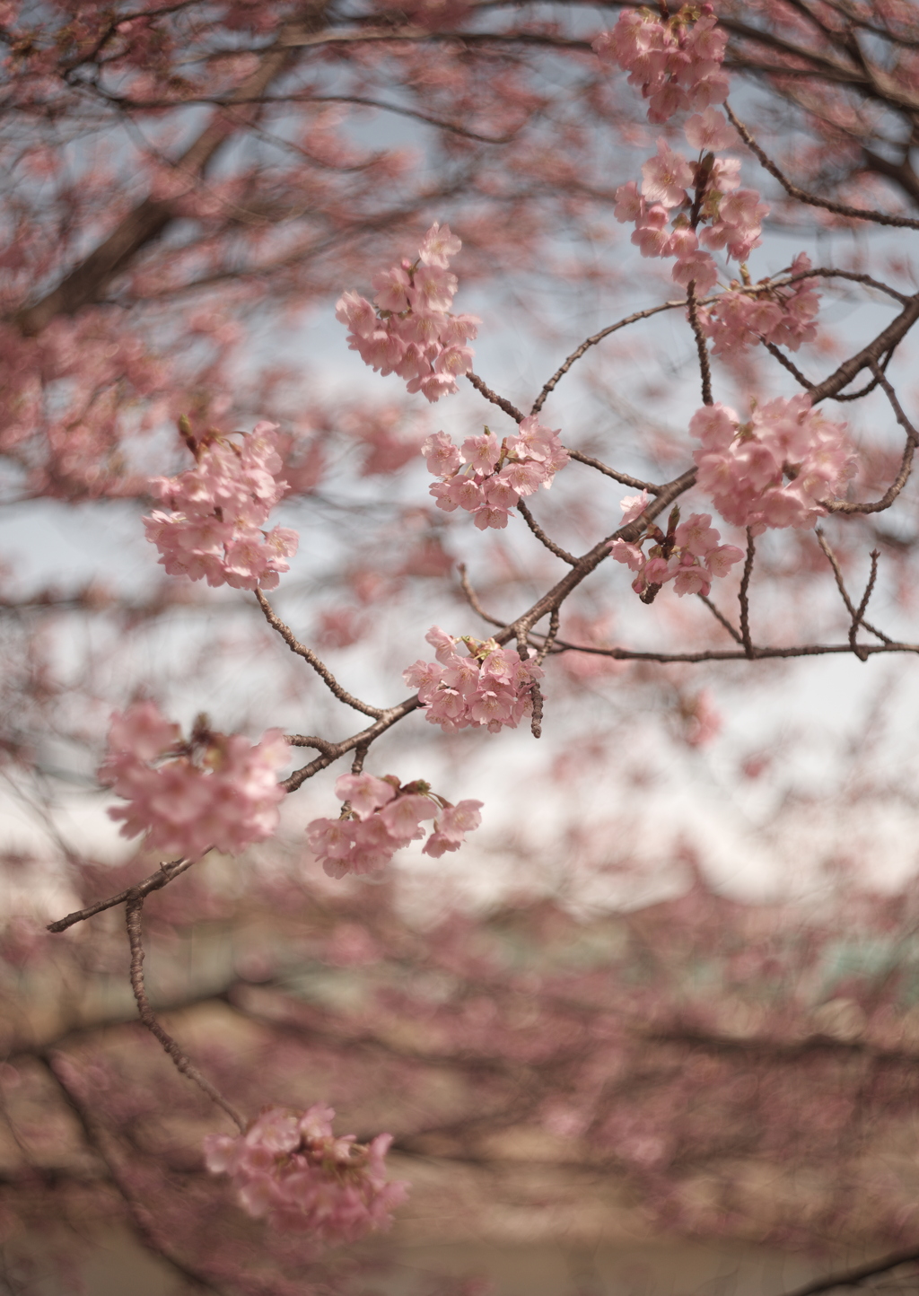 葵桜
