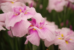 菖蒲１