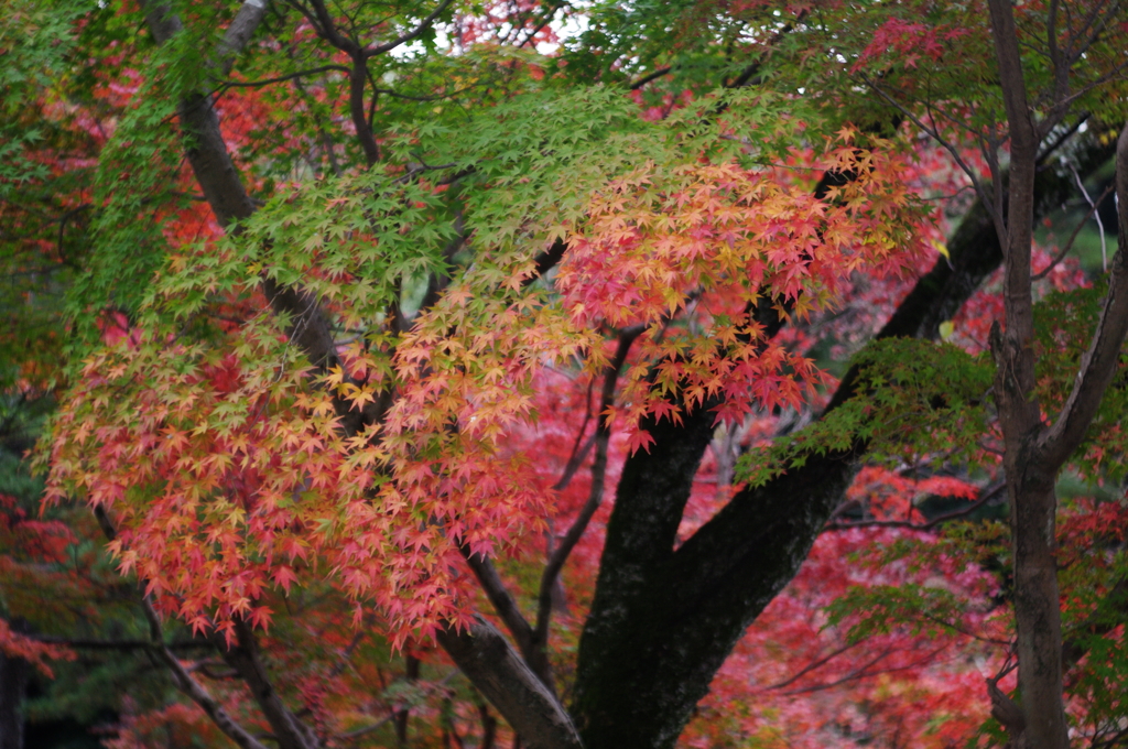 紅葉１