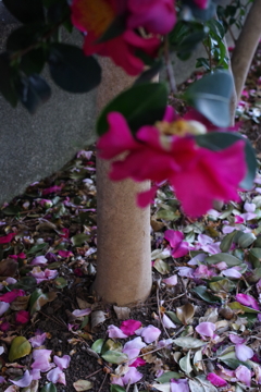 散りゆく中で