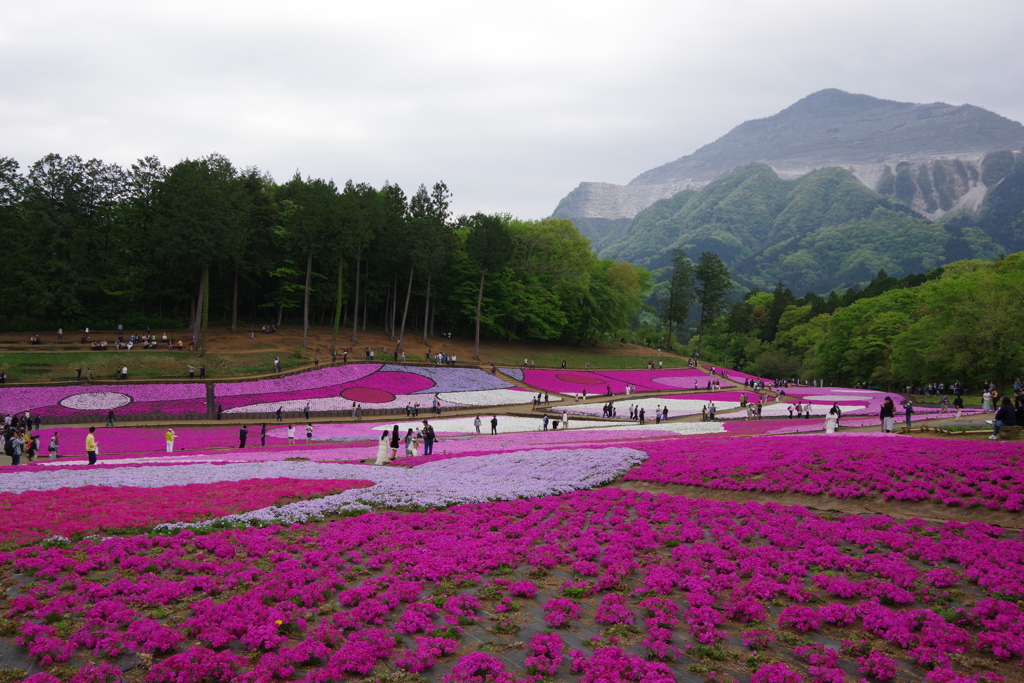 芝桜の丘