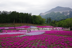 芝桜の丘