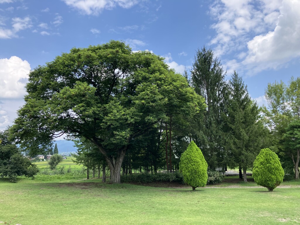 気になる木