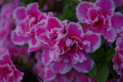 Azalea