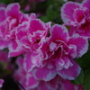 Azalea