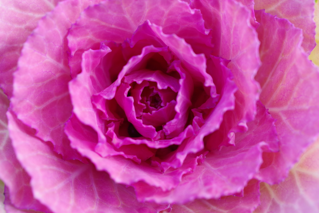 花キャベツ