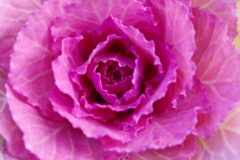 花キャベツ