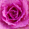 花キャベツ