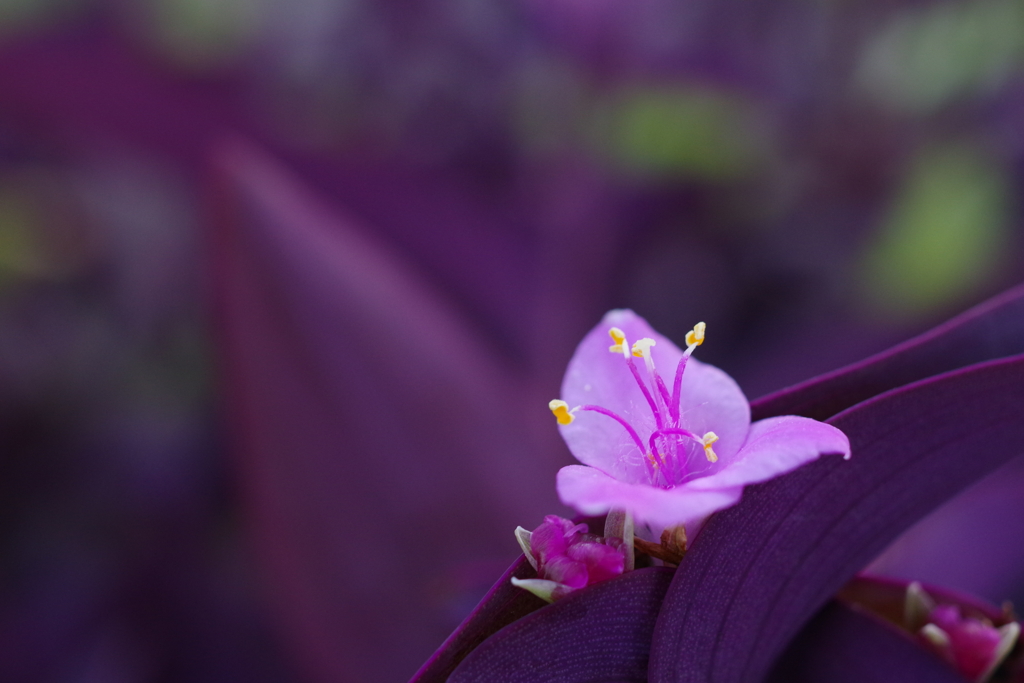 ムラサキゴテン