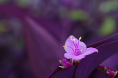 ムラサキゴテン