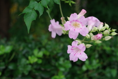 pale pinkの花