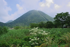 山と白い花