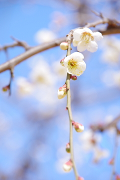 しだれ梅