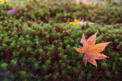 苔と落ち葉