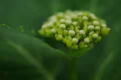 開花準備中