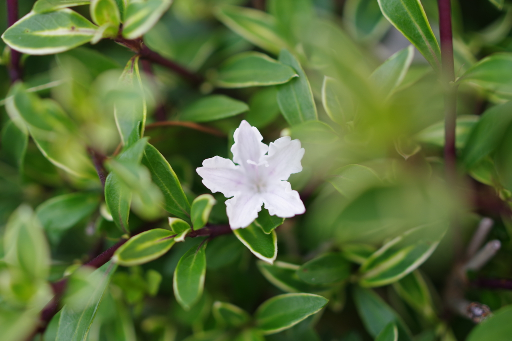 白丁花