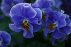 Pansy