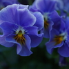 Pansy