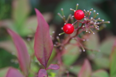 残された赤い実