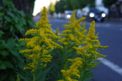 路傍の花