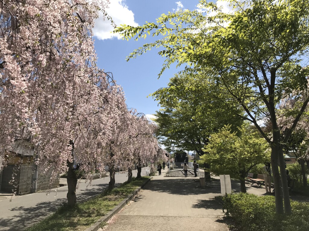しだれ桜とSL