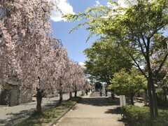 しだれ桜とSL