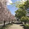 しだれ桜とSL